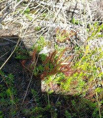 Drosera capensis