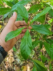 Pavetta australiensis