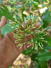 Pavetta australiensis
