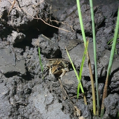 Litoria nasuta