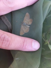 Euphydryas aurinia debilis