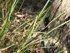 Paspalum scrobiculatum