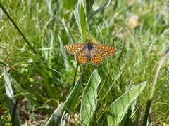 Euphydryas aurinia debilis