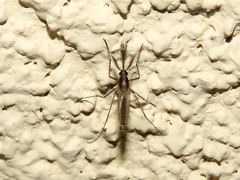 Aedes atlanticus