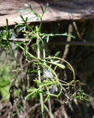 Clematis leptophylla
