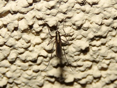 Aedes atlanticus