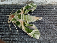Daphnis nerii