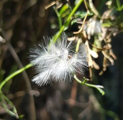 Clematis leptophylla