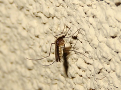 Aedes atlanticus