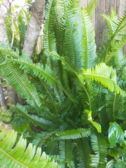 Nephrolepis cordifolia