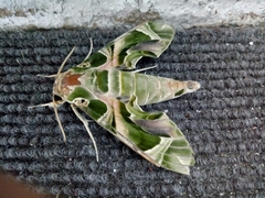 Daphnis nerii