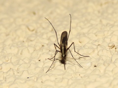 Aedes atlanticus