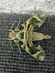 Daphnis nerii