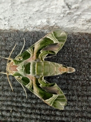 Daphnis nerii