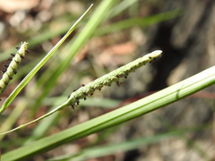 Paspalum scrobiculatum