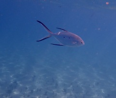 Trachinotus baillonii