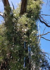 Clematis leptophylla