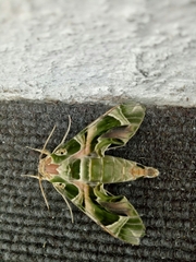 Daphnis nerii
