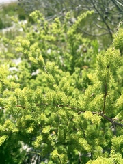 Asparagus rubicundus