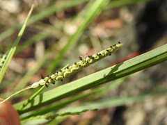 Paspalum scrobiculatum