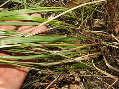 Paspalum scrobiculatum