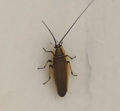 Balta bicolor