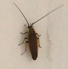 Balta bicolor