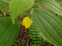 Eurema sari
