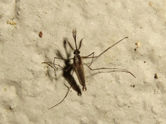 Aedes atlanticus