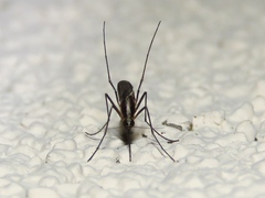 Aedes atlanticus