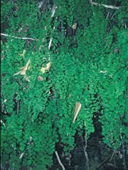 Adiantum capillus-veneris