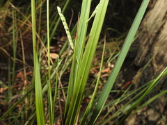 Paspalum scrobiculatum