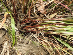 Paspalum scrobiculatum