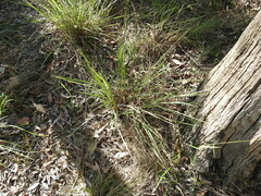 Paspalum scrobiculatum