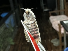 Zeuzera aeglospila