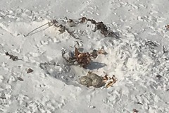 Thinornis cucullatus