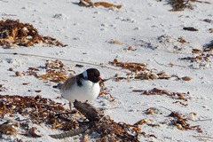 Thinornis cucullatus