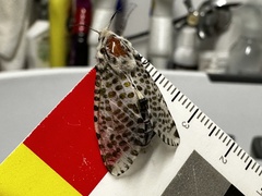 Zeuzera aeglospila