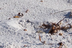 Thinornis cucullatus