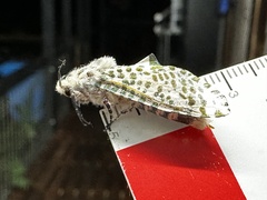 Zeuzera aeglospila