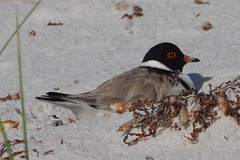 Thinornis cucullatus