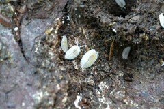 Platyarthrus hoffmannseggii