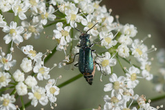 Cordylepherus viridis