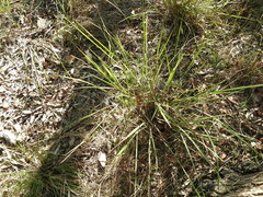 Paspalum scrobiculatum