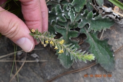 Struthiola tomentosa