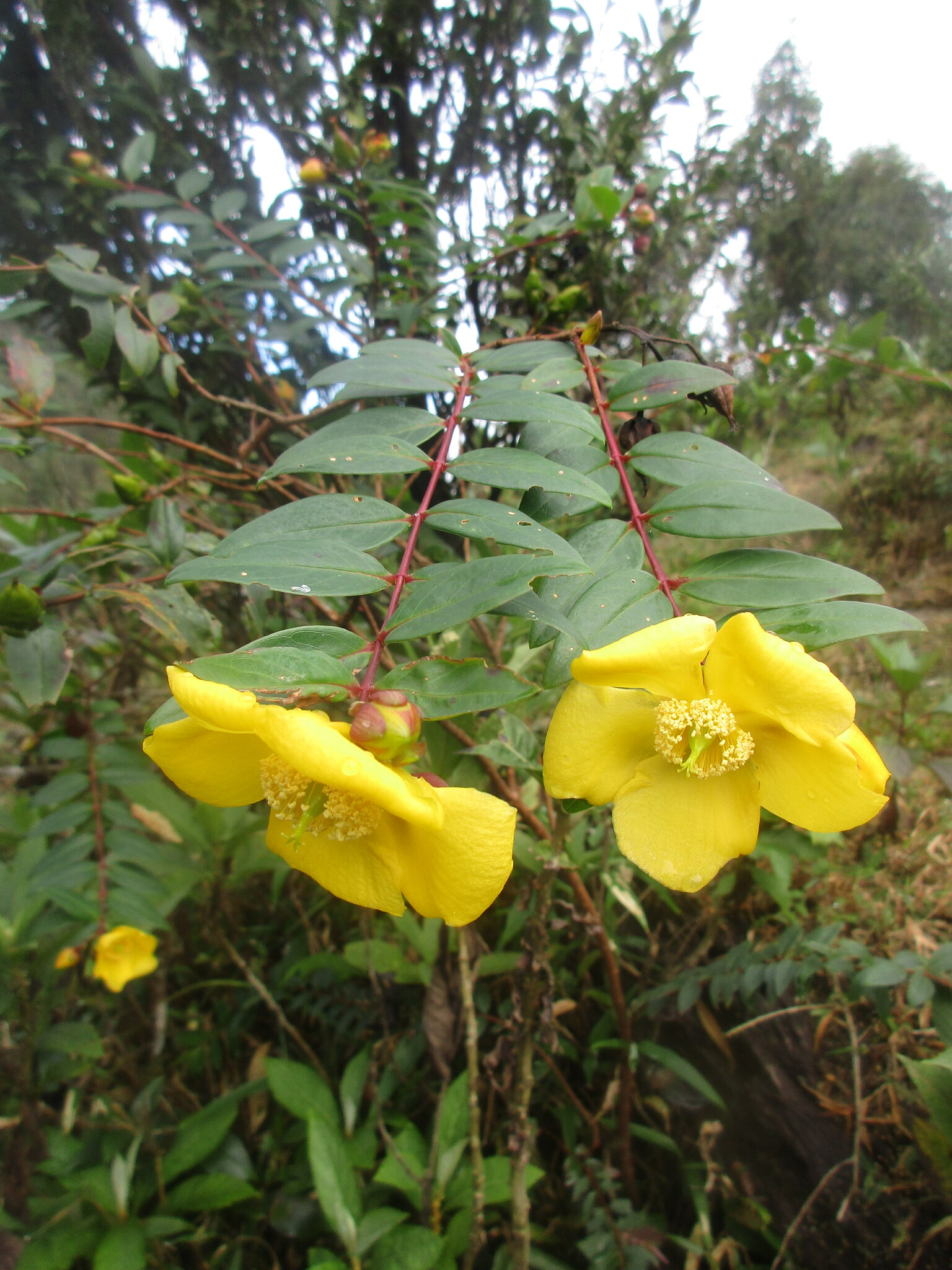 Hypericum hookerianum (Hypericum hookerianum)