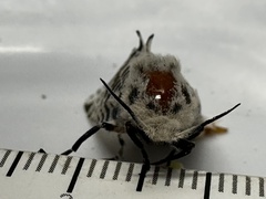 Zeuzera aeglospila