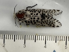 Zeuzera aeglospila