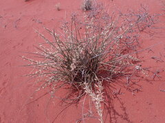 Cladoraphis cyperoides