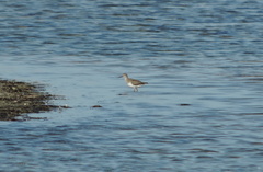 Xenus cinereus